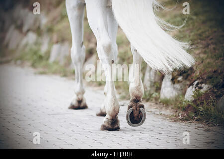 Die Beine von einem starken sportlichen Zehn-Speichen White Horse, mit Hufen, die auf einer asphaltierten Straße in den Park geht. Stockfoto