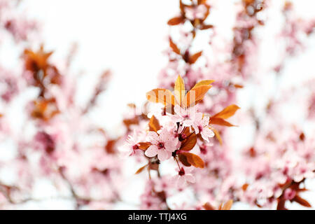 Blühende Bäume im Frühling, Nahaufnahme Stockfoto