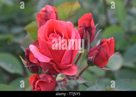 Einzelne große rote Rose in einem Hintergrund der dunkelgrünen Blätter-02 Stockfoto