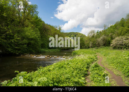 Schönen Sommertag in Chee Dale in der Nähe von Buxton in der Nationalpark Peak District, Derbyshire, England. Pfad am Fluss Wye. Stockfoto