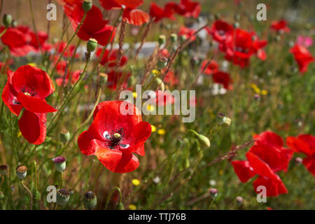 Mohnblumen und Wildblumen. Rote Mohnblumen und wilde Blumen vor einem Verwitterten, Holzzaun. Stockfoto