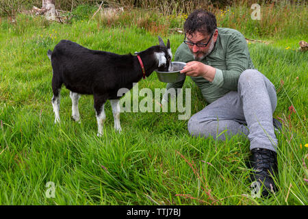 Mann mit Haustier Ziege, County Kerry, Irland Stockfoto