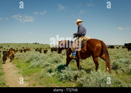 Der Mensch auf der Suche beim Sitzen auf dem Pferd im Feld Stockfoto