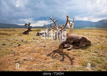 Rentiere auf Feld gegen bewölkter Himmel Stockfoto