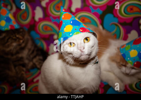 Portrait von Cat in der Partei hat Stockfoto