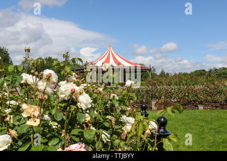 Sir Thomas & Lady Dixon Road, Belfast, Nordirland, Irland. 17 Juni, 2019. UK Wetter: frühem Sonnenschein ia jetzt die Art und Weise zu schweren Regengüsse und längere Zeiten starker Regen mit Donner. Die nassen Start bis Juni ist eine imapct auf der Rosen an der international renommierten Rose gardens Lage, hier in der Sonne gesehen. Quelle: David Hunter/Alamy leben Nachrichten Stockfoto