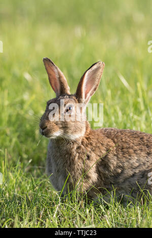 Nahaufnahme eines wilden Hasen (Orycolagus cuniculus), das im Freien auf einer sonnigen britischen Wiese isoliert ist. Süßes Häschen, das Gras bei Sonnenschein isst. Britische Säugetiere. Stockfoto