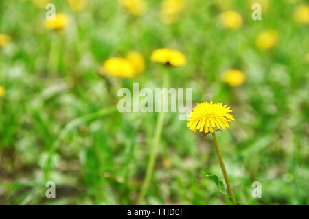 Löwenzahn Blumen auf unscharfen Hintergrund Stockfoto