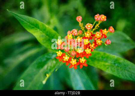 Ansicht von oben von Lantana camara blühen auf Anlagen im Park Stockfoto