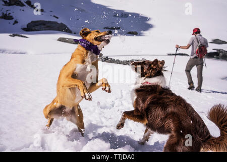 Hunde spielen, während man bei Schnee bedeckt Stockfoto