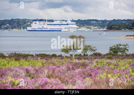 Die Heide von Studland Bay in Richtung Pool Hafen suchen, und ein Bretagne Fähre, für Frankreich, Poole, Dorset, England, Großbritannien Stockfoto