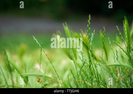 Die Stengel der Wall Gerste (hordeum murium) auf einer Wiese Stockfoto