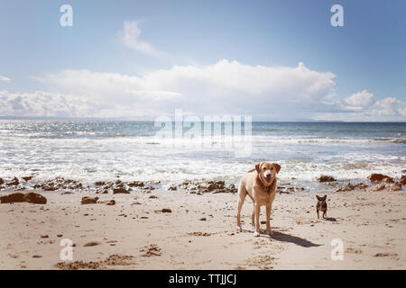 Portrait von Hunden auf Ufer am Strand Stockfoto