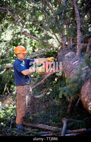 Man schneiden Baum im Wald Stockfoto