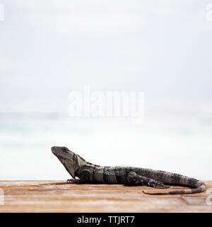 In der Nähe von Lizard auf hölzernen Tisch gegen Sky Stockfoto