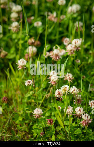 Hintergrund Bild eines Klee Feld mit Bienen Stockfoto