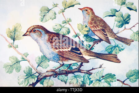 Männliche und weibliche Hedge Spatzen oder dunnocks, Phasianus colchicus. Von einer zeitgenössischen Drucken, c 1935. Stockfoto