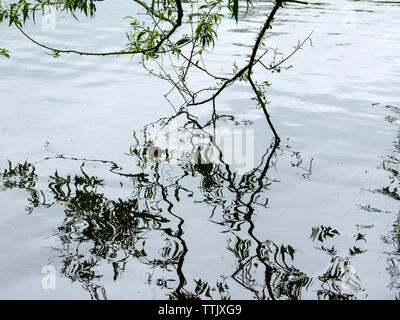 Reflexionen von Ästen, Künstlerisches Bild, Withymead Nature Reserve, Goring an der Themse, Oxfordshire, England, UK, GB. Stockfoto