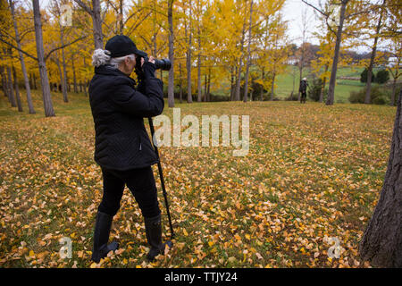 Usa - 27.Oktober 2015: Die blandy ginkgo Grove ist eine der größten Sammlungen von Native ginkgos außerhalb des Baumes in China. Angesichts ihrer autu Stockfoto