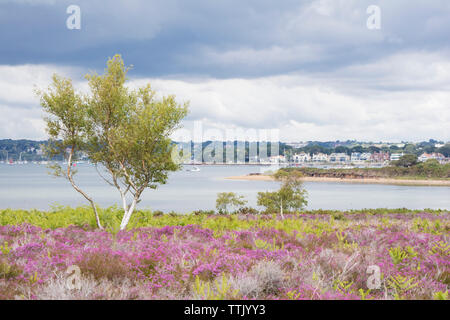 Die Heide von Studland Bay in Richtung Pool Hafen, Dorset, England, Großbritannien Stockfoto