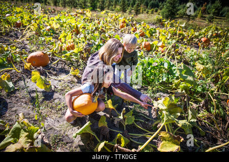 Hohe Betrachtungswinkel von Familie Ernten im Kürbis Feld Stockfoto