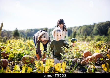 Familie ernten Kürbis in Farm gegen Sky Stockfoto