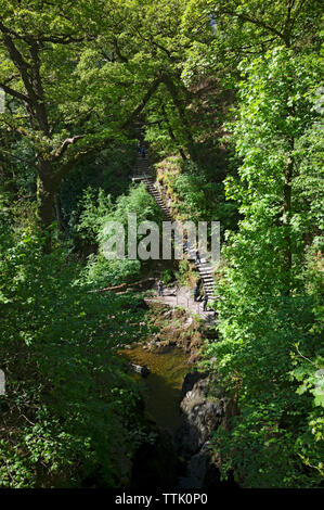 Blick von der Spitze des Aira Force Wasserfalls im Sommer Lake District National Park Cumbria England Großbritannien GB Großbritannien Stockfoto