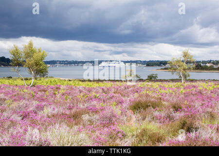 Die Heide von Studland Bay in Richtung Pool Hafen suchen, und ein Bretagne Fähre, für Frankreich, Poole, Dorset, England, Großbritannien Stockfoto