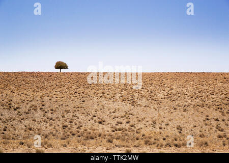 Auf den kahlen Feld Baum gegen den klaren Himmel Stockfoto