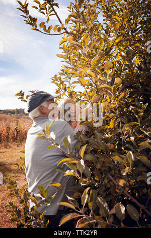 Großvater, Enkelin für die Entnahme von Apple im Orchard Stockfoto