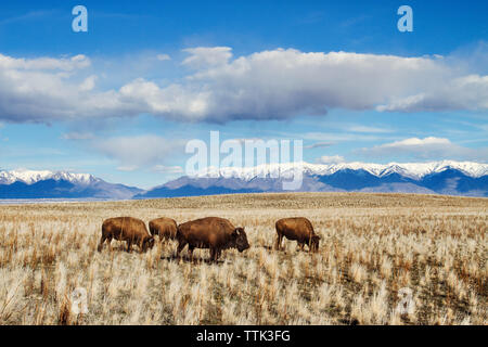 Bison Beweidung auf die Wiese Stockfoto