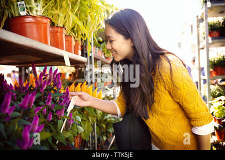 Frau Prüfung rosa Blume Pflanzen bei Abschaltdruck Stockfoto