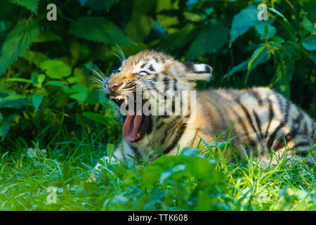 Amur/Sibirische Tiger Cub (Panthera tigris Altaica) Sitzen unter Büschen Gähnen Stockfoto
