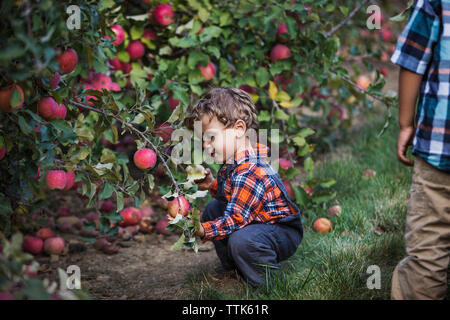 Junge Kommissionierung Apple ab Werk im Orchard Stockfoto