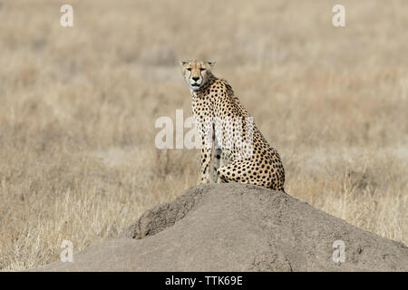 Gepard (Acinonyx jubatus) sitzen auf einem termitenhügel Damm auf der Suche nach Beute Stockfoto