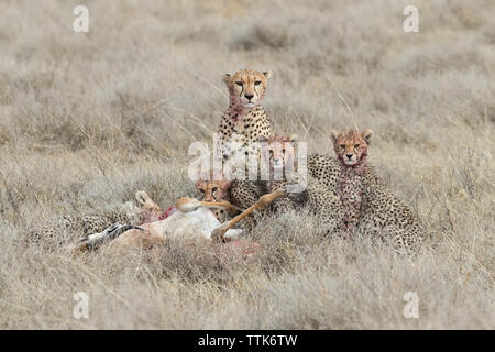 Gepard (Acinonyx jubatus) Fütterung auf töten, Ndutu, Tansania Stockfoto