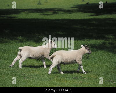 Zwei Lämmer laufen über ein Feld. Stockfoto