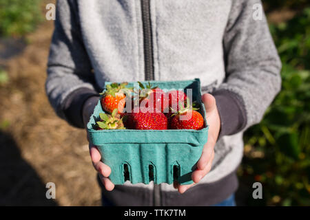 Mittelteil der boy Holding geernteten Erdbeeren im Container am Bauernhof Stockfoto