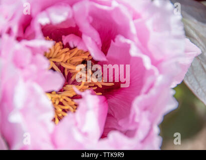 Rosa Pfingstrose mit Bee Pollen sammeln in der Mitte Stockfoto