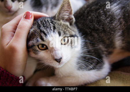 7/8 Bild der Frau streicheln Katze zu Hause Stockfoto
