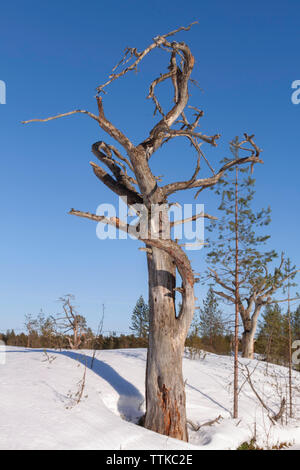 Wald mit toten Bäumen, Hailuoto Island, North Österbotten, Finnland Stockfoto