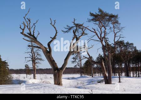 Wald mit toten Bäumen, Hailuoto Island, North Österbotten, Finnland Stockfoto