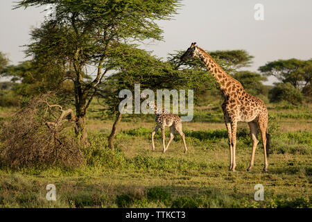 Giraffen essen Blätter von Bäumen auf dem Feld Stockfoto