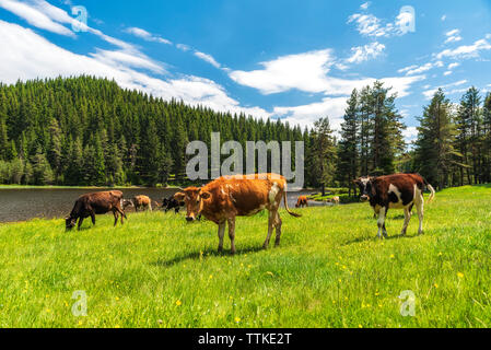 Paar grasende Kühe auf der Weide von Bergsee an heißen Sommertagen Stockfoto