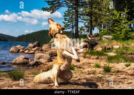 Golden Retriever Hund spielt in der Nähe von Mountain Lake Stockfoto