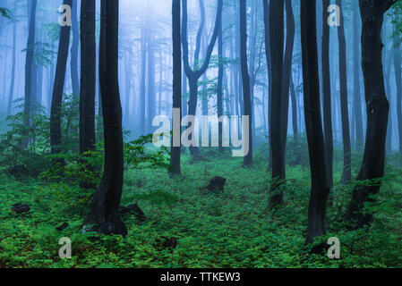 Märchen misty suchen Holz in einer regnerischen Tag. Kalten nebligen Morgen in Horror Wald Stockfoto