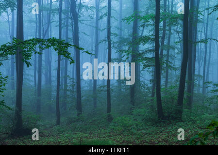 Märchen misty suchen Holz in einer regnerischen Tag. Kalten nebligen Morgen in Horror Wald Stockfoto