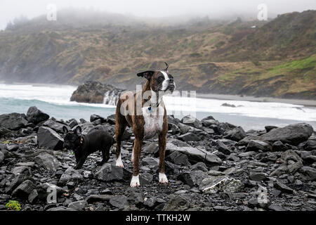 Hunde stehen auf Felsen am Strand Stockfoto