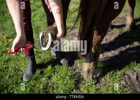 Niedrige Abschnitt der Frau Reinigung Pferdehuf auf Feld während der sonnigen Tag Stockfoto