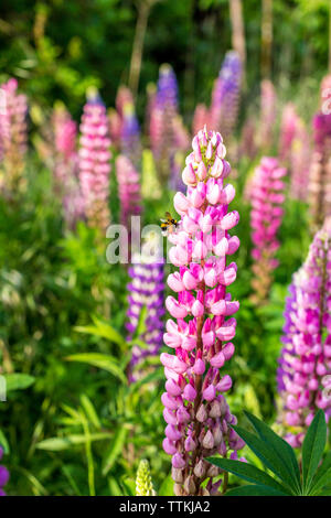 Garten Lupin Blumen mit Hummel, Deutschland Stockfoto